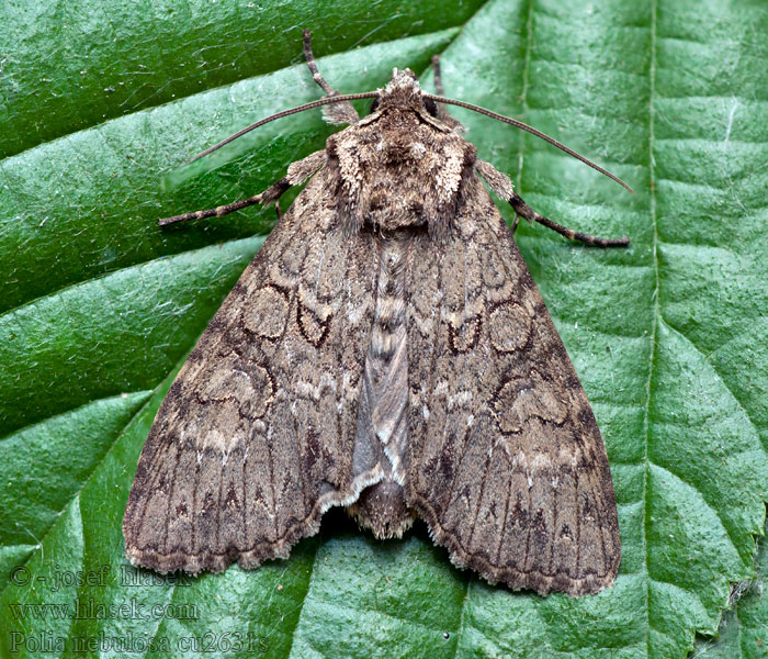 Mora skorocelová Noctuelle nébuleuse Polia nebulosa