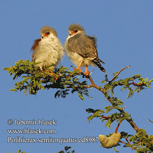 Polihierax semitorquatus Pygmy Falcon Dwergvalk Kozi Kibete Sokolík malý obojkový Halsband-Zwergfalke Afrikansk Pygmæfalk Halconcito Africano Afrikankääpiöhaukka Fauconnet Afrique Falco pigmeo africano コビトハヤブサ Afrikaanse Dwergvalk Sokolik czerwonooki Falcão-pigmeu Африканский малый сокол בזון גמדי Manukpistrik Сокол пигмей