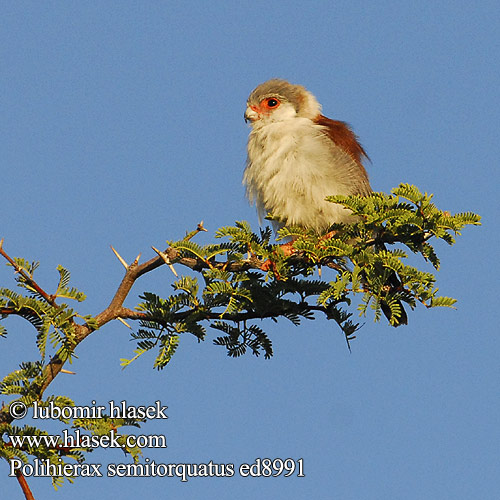 Halconcito Africano Afrikankääpiöhaukka Fauconnet Afrique Falco pigmeo africano コビトハヤブサ Afrikaanse Dwergvalk Sokolik czerwonooki Falcão-pigmeu Африканский малый сокол בזון גמדי Manukpistrik Сокол пигмей Polihierax semitorquatus Pygmy Falcon Dwergvalk Kozi Kibete Sokolík malý obojkový Halsband-Zwergfalke Afrikansk Pygmæfalk