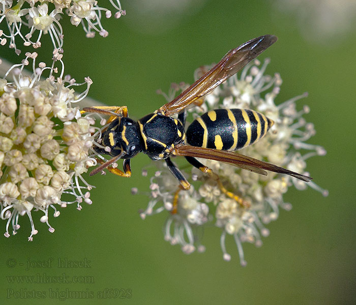 Berg-Feldwespe Bergveldwesp Stenpappersgeting Polistes biglumis