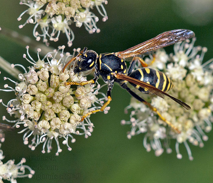 Stenpappersgeting Polistes biglumis