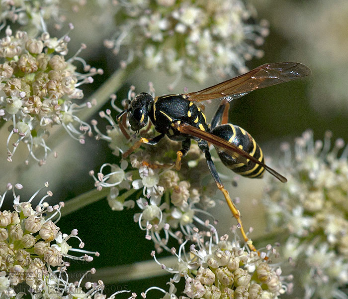 Polistes biglumis