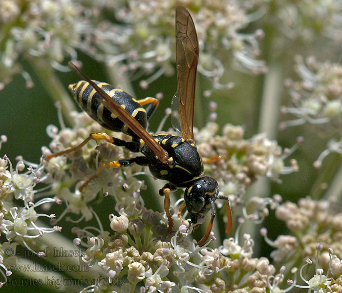 Vosík žlutoskvrnný Polistes biglumis