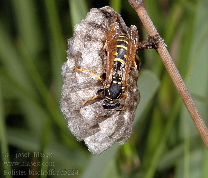 Polistes bischoffi Zierliche Feldwespe