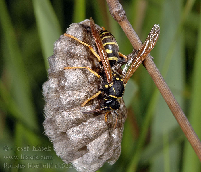 Polistes bischoffi Osa pôvabná