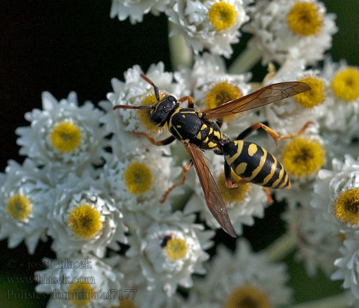 Polistes dominula gallicus Gallische Feldwespe Vosík skvrnitý