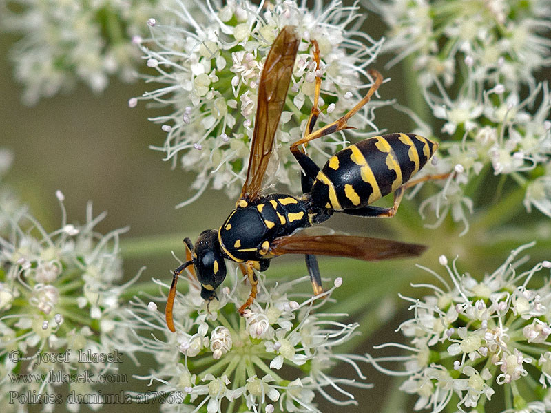 Polistes dominula gallicus Déli papírdarázs Osík francúzsky