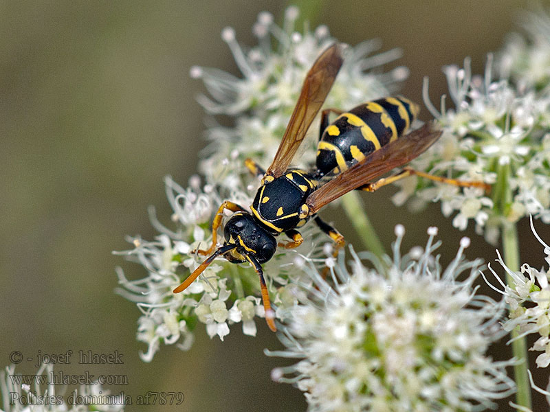 Polistes dominula gallicus Huspappersgeting Avrupa kâğıt yaban arısı