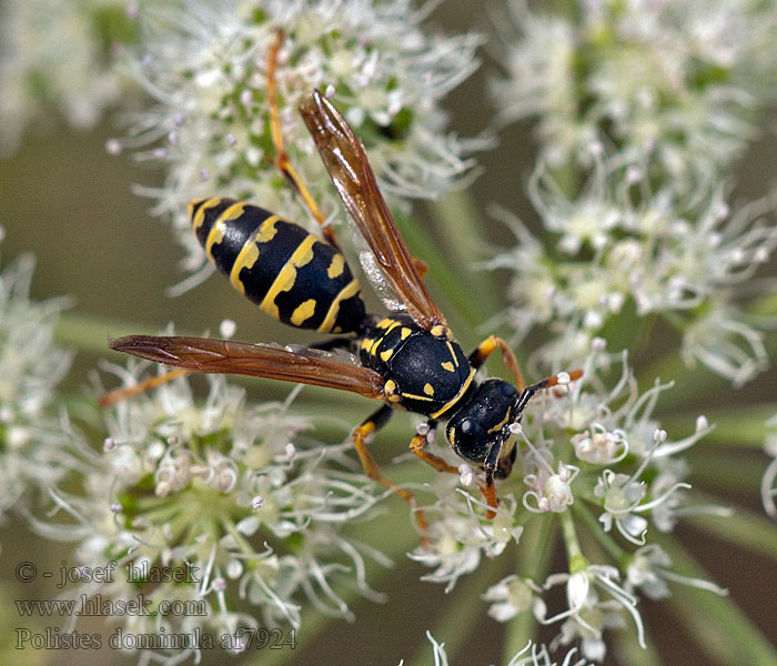 Vosík skvrnitý Gallische Feldwespe Polistes dominula