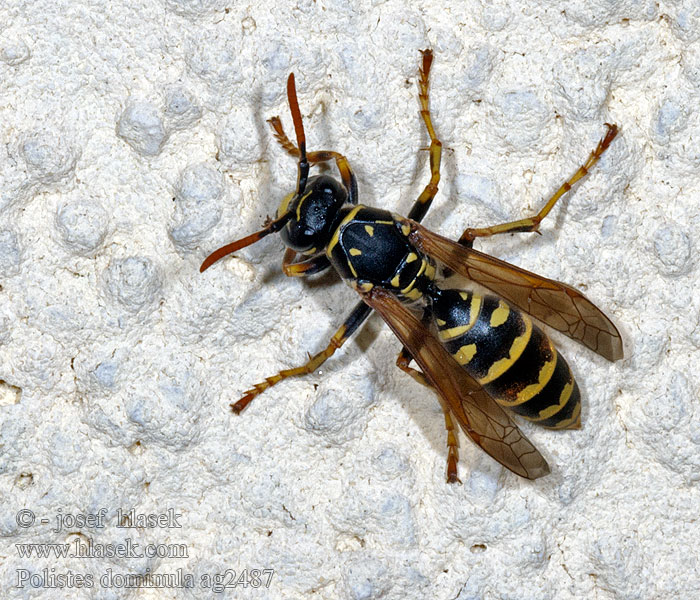 Polistes dominula gallicus Vosík skvrnitý