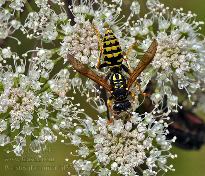 Klecanka rdzaworożna Franse veldwesp European Paper Wasp