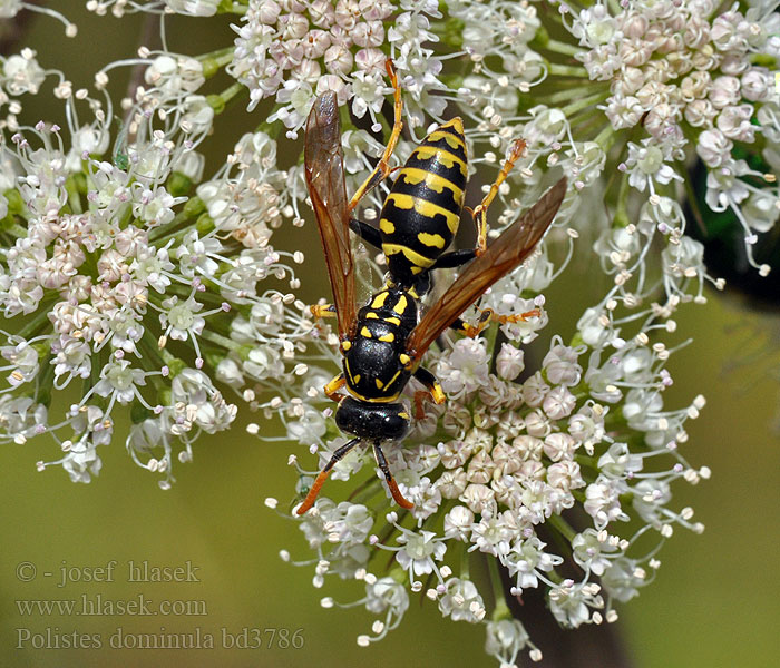 Polistes dominula gallicus Vosík skvrnitý Gallische Feldwespe