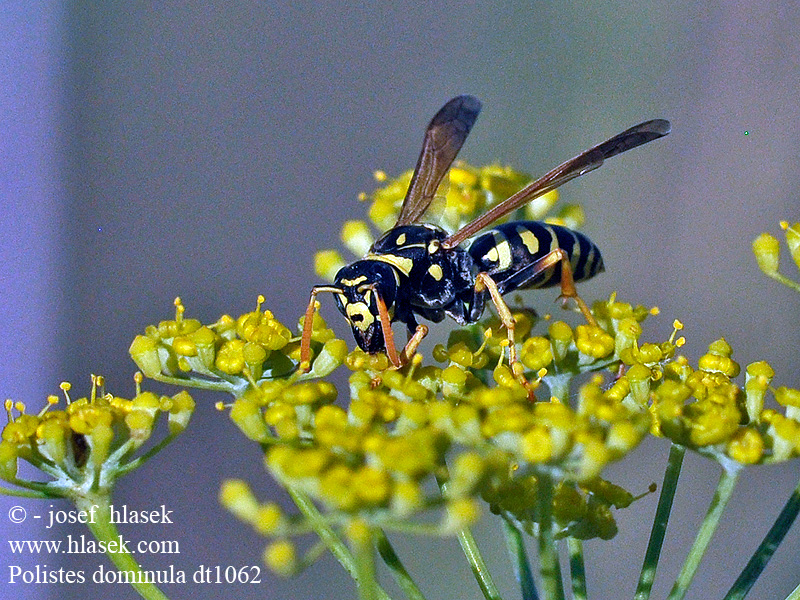 Polistes dominula