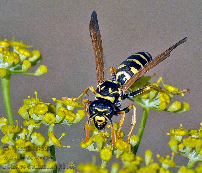 Polistes dominula