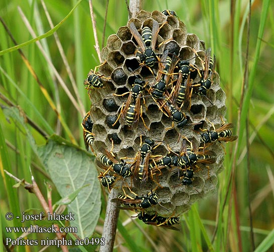 Vosík obecný Polistes nimpha