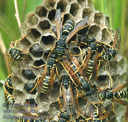 Heide-Feldwespe Hedpappersgeting Polistes nimpha