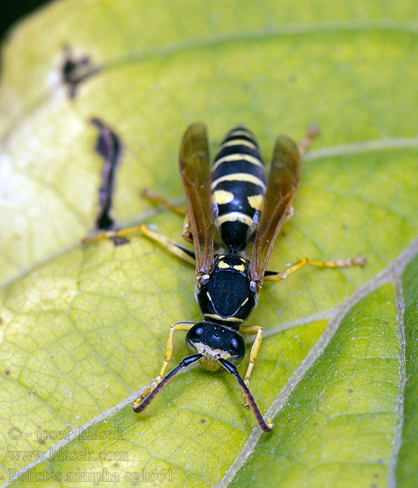 Polistes nimpha Vosík obecný Heide-Feldwespe Hedpappersgeting