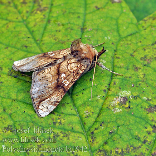 Polychrysia moneta Eisenhut-Goldeule Kovolesklec omějový