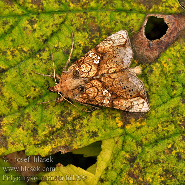 Guldgult metallfly Polychrysia moneta Eisenhut-Goldeule Kovolesklec omějový