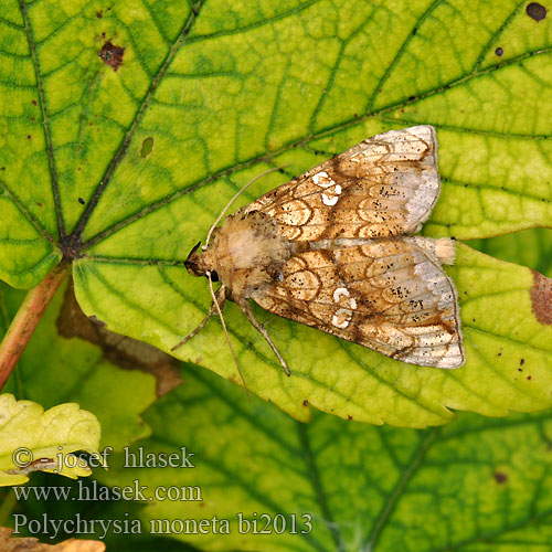 Mora prilbicová Guldgult metallfly Polychrysia moneta