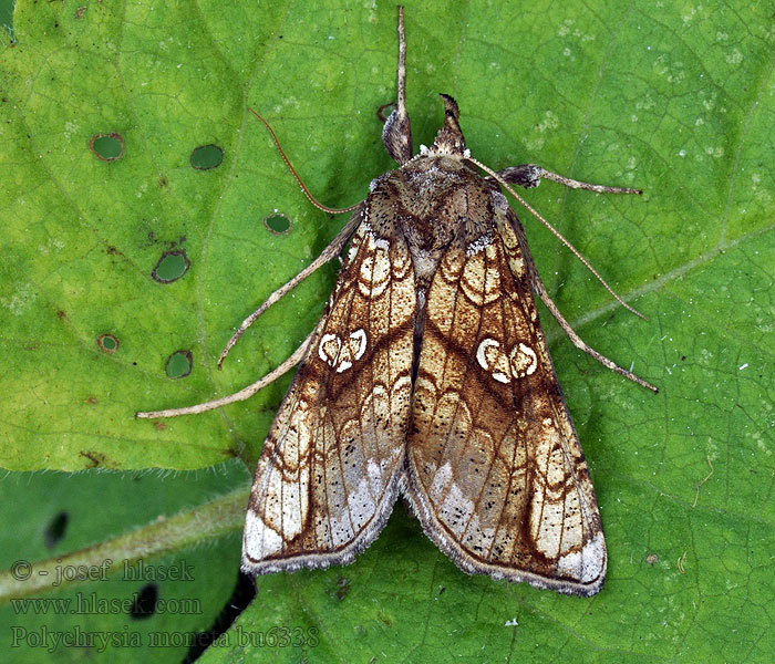 Eisenhut-Goldeule Polychrysia moneta