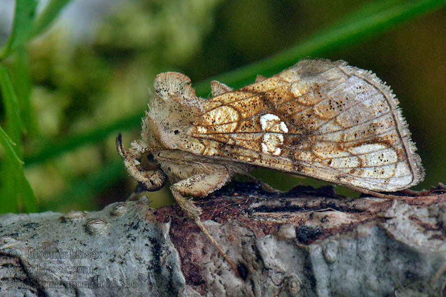 olychrysia moneta