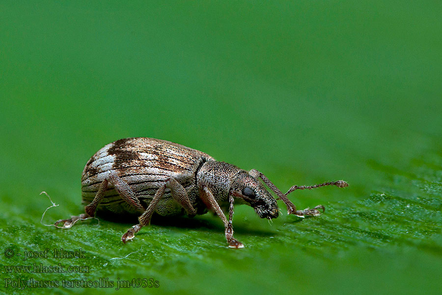 Polydrusus tereticollis