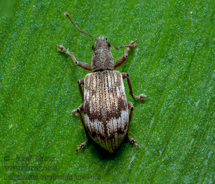 Polydrusus tereticollis