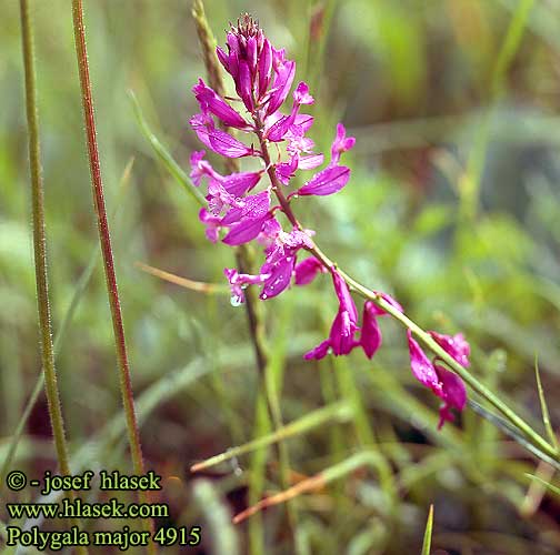 Polygala major Nagy pacsirtafű Vítod větší Horčinka väčšia