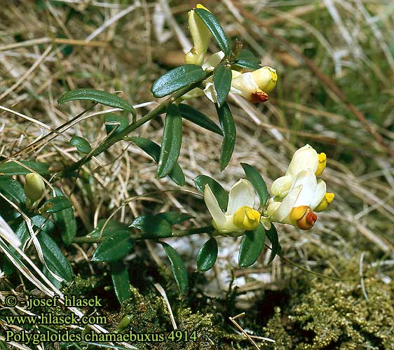 Polygaloides chamaebuxus