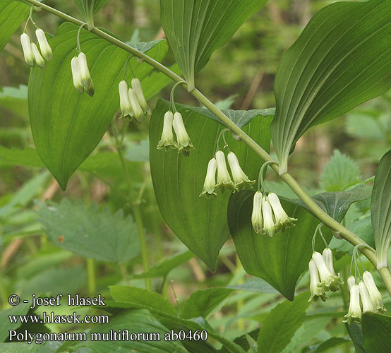 Polygonatum multiflorum ab0460