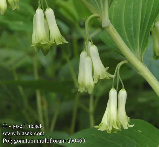 Polygonatum multiflorum ab0469