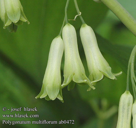 Polygonatum multiflorum ab0472