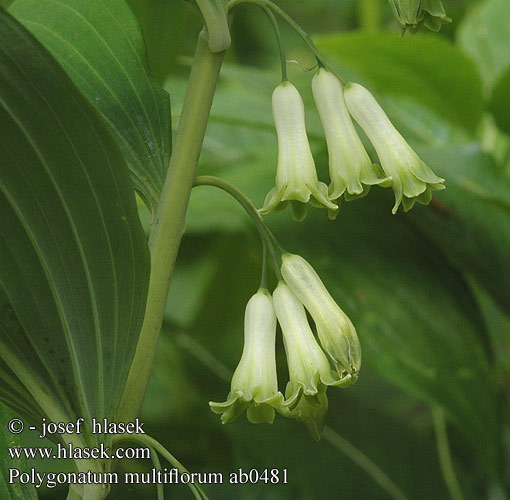 Polygonatum multiflorum ab0481