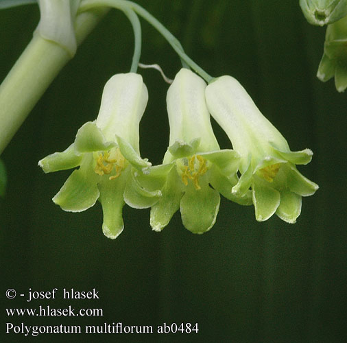 Polygonatum multiflorum ab0484