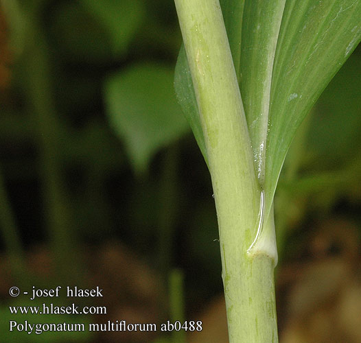 Polygonatum multiflorum ab0488