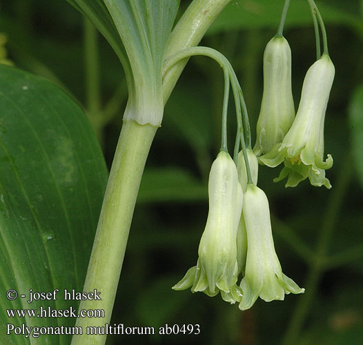 Polygonatum multiflorum ab0493