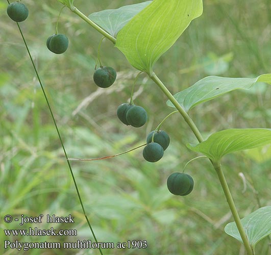 Polygonatum multiflorum ac1903