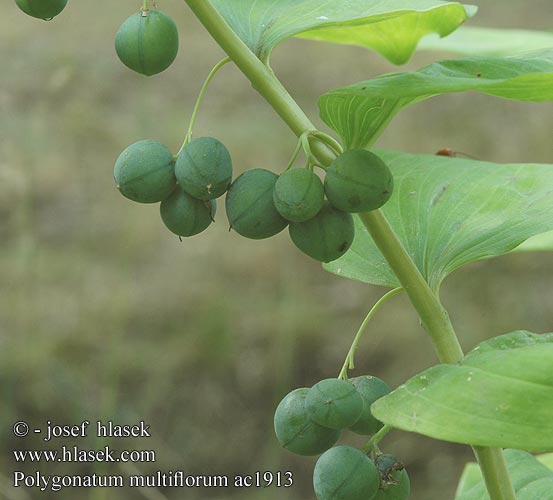 Polygonatum multiflorum Kokoryczka wielokwiatowa