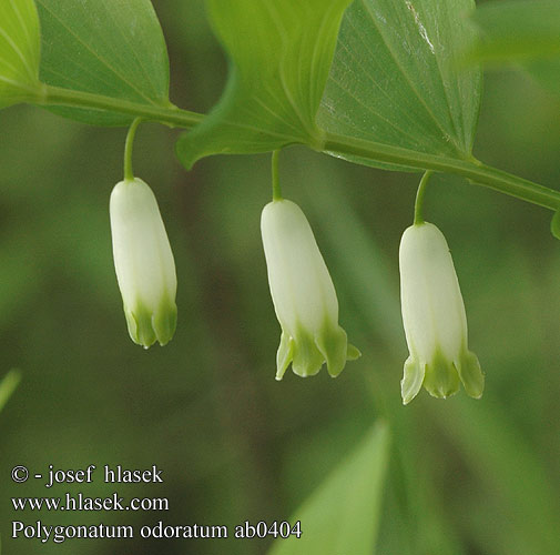 Polygonatum odoratum Sceau Salomon odorant