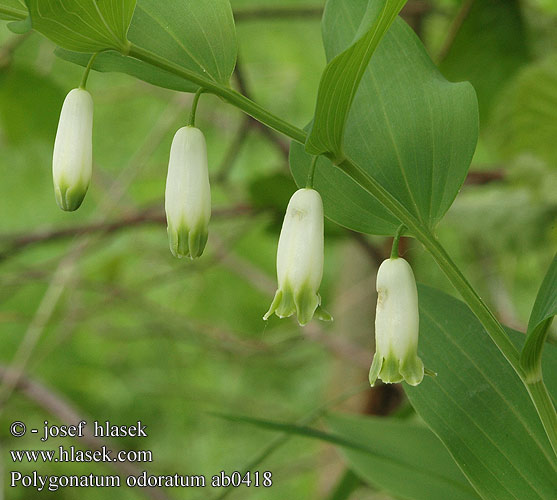 Купина лікарська Angular Solomon's Seal