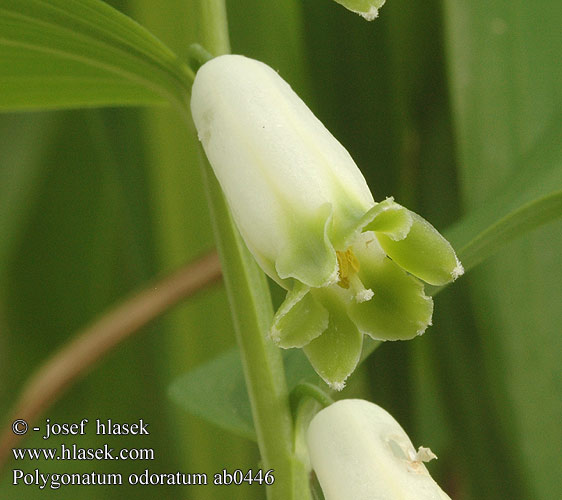 Polygonatum odoratum Sceau Salomon odorant アマドコロ