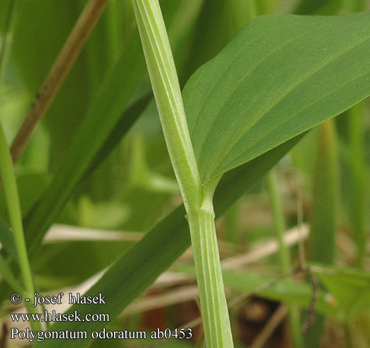 Polygonatum odoratum Welriekende salomonszegel Kalliokielo