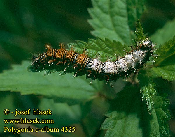 Polygonia c-album Comma Robert Diable C-betűs lepke C-Falter