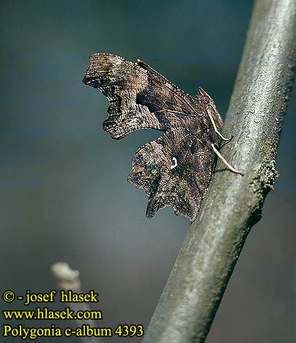 Polygonia c-album Weißes C Rusałka ceik Babôčka zubatokrídla