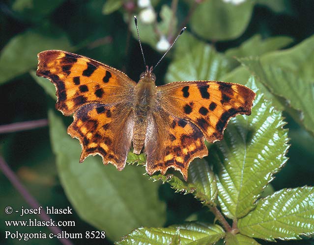 Polygonia c-album Babočka bílé c C-blanca Vinbärsfuks Hvit