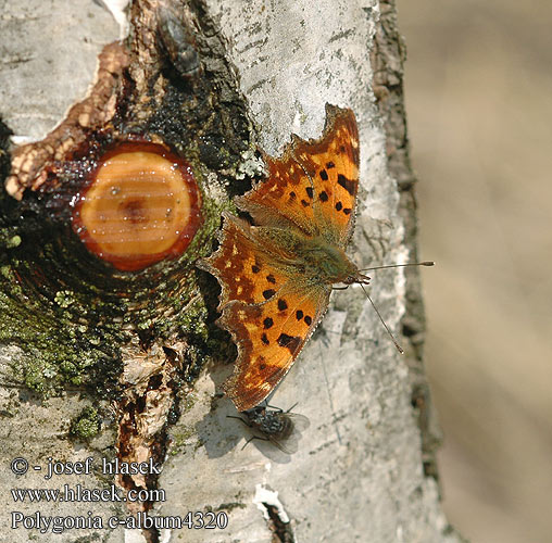 Polygonia c-album Herukkaperhonen Det hvide C Gehakkelde aurelia