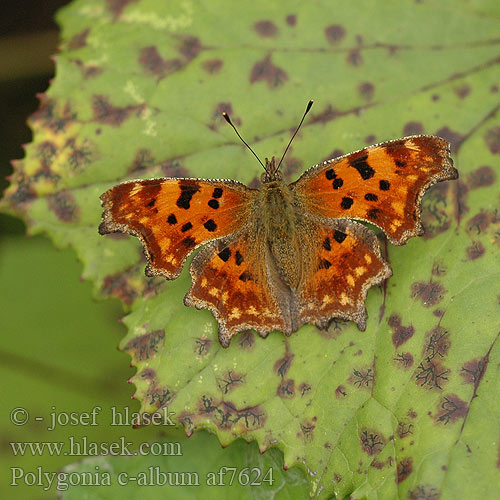 Polygonia c-album Robert Diable C-betűs lepke C-Falter Weißes C