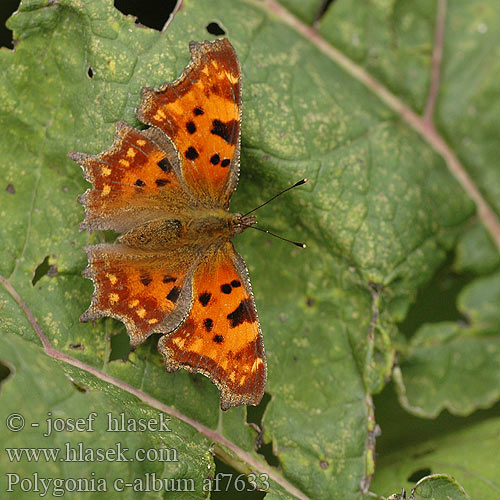 Polygonia c-album C-Falter Weißes C Rusałka ceik