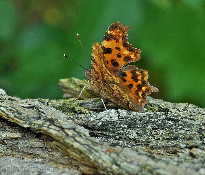 Polygonia c-album Rusałka ceik Babôčka zubatokrídla